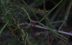 Gompholobium polymorphum