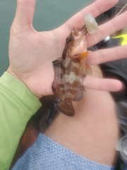 Epinephelus morio