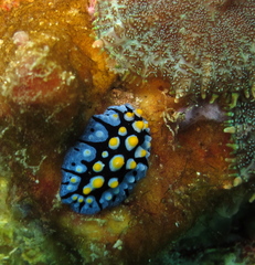 Phyllidia picta