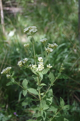 Stevia ovata
