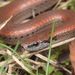 Sharp-tailed Snake - Photo (c) Grant Wang, some rights reserved (CC BY-NC), uploaded by Grant Wang