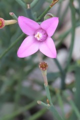 Boronia spathulata