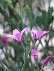 Boronia spathulata