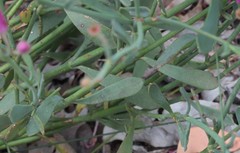 Boronia spathulata