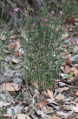 Boronia spathulata