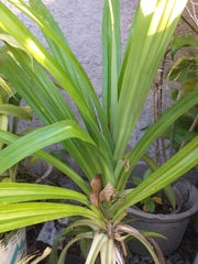 Pandanus amaryllifolius