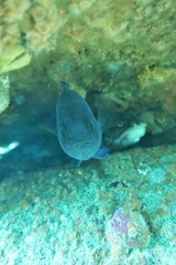 Genypterus tigerinus