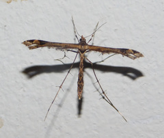 Stenoptilodes sematodactyla