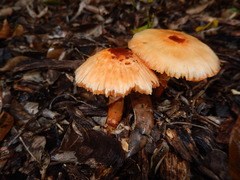 Lepiota haemorrhagica