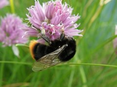 Bombus lapidarius