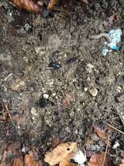 Dorcus parallelipipedus