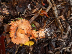 Lepiota haemorrhagica