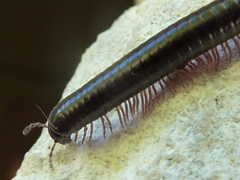 Pachyiulus oenologus