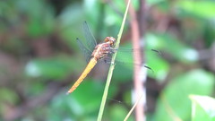 Orthemis biolleyi