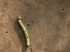 Phryganidia californica