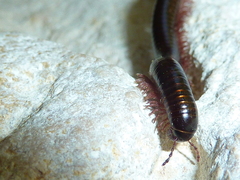 Pachyiulus oenologus