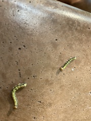 Phryganidia californica