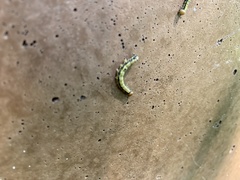 Phryganidia californica