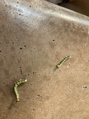 Phryganidia californica