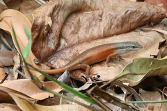 Closed-Litter Rainbow-Skink photo 4