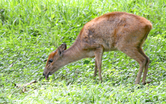Cephalophorus natalensis