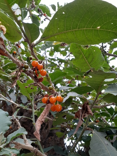 Acnistus arborescens - Whole tree