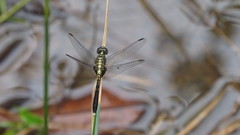 Erythrodiplax basalis