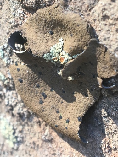 iNaturalist observation photo of Emery Rocktripe Lichen