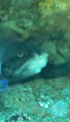 Genypterus tigerinus