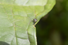 Euconulidae