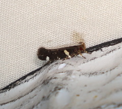 Macrobathra alternatella