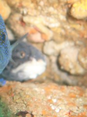 Genypterus tigerinus