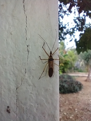 Zelus grassans