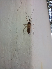 Zelus grassans