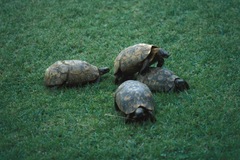 Kinixys belliana