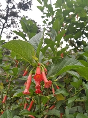 Iochroma