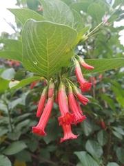 Iochroma