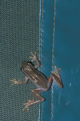 Hyperolius cinnamomeoventris