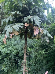 Davidsonia jerseyana