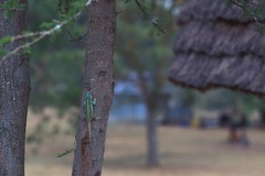 Acanthocercus ugandaensis