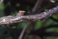 Lygodactylus tsavoensis
