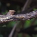 Tsavo Dwarf Gecko - Photo (c) John Sullivan, some rights reserved (CC BY-NC)