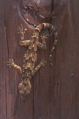 Hemidactylus platycephalus