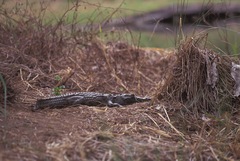 Crocodylus niloticus africanus