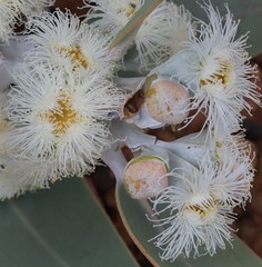 Eucalyptus pleurocarpa