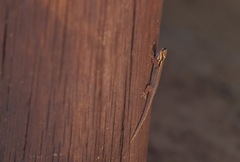 Lygodactylus picturatus