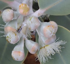 Eucalyptus pleurocarpa