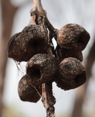 Eucalyptus pleurocarpa