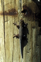 Lygodactylus picturatus