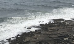 Stercorarius parasiticus